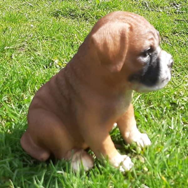 Boxerpup, levensecht beeldje van 15 cm hoog