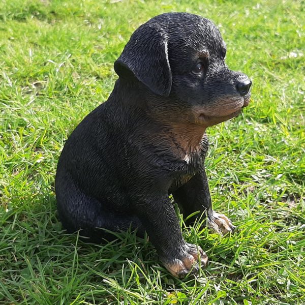 Rottweiler Pup, beeldje voor binnen en buiten, 15 cm