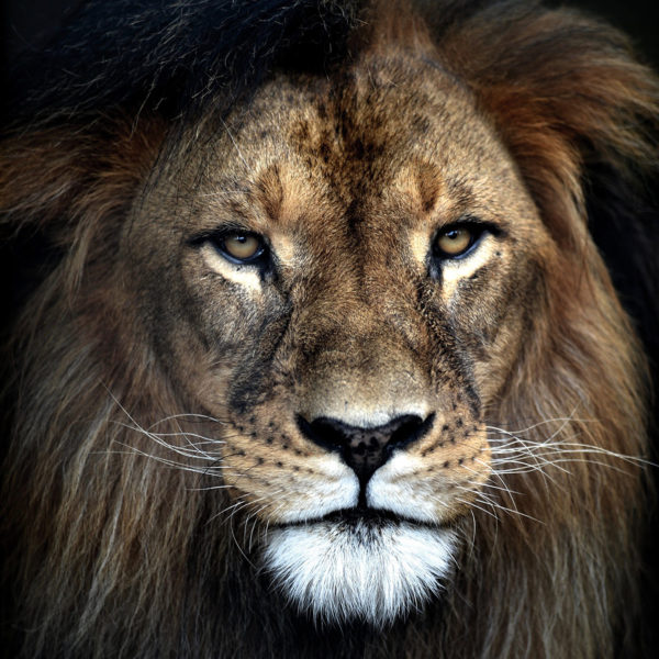onderzetters wilde dieren